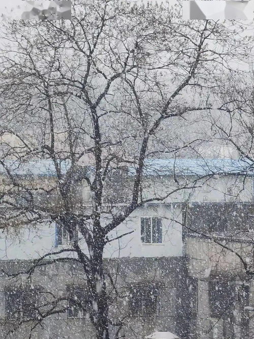 武汉的雪来了,你来了吗