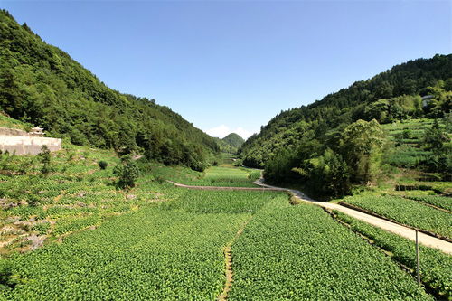 湖北召开 中高油 优质烟叶生产与应用座谈会