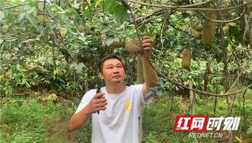 江永 八月瓜 开炸 上市 山野果成了致富果