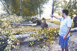 汉江大堤600棵防浪林连根拔起